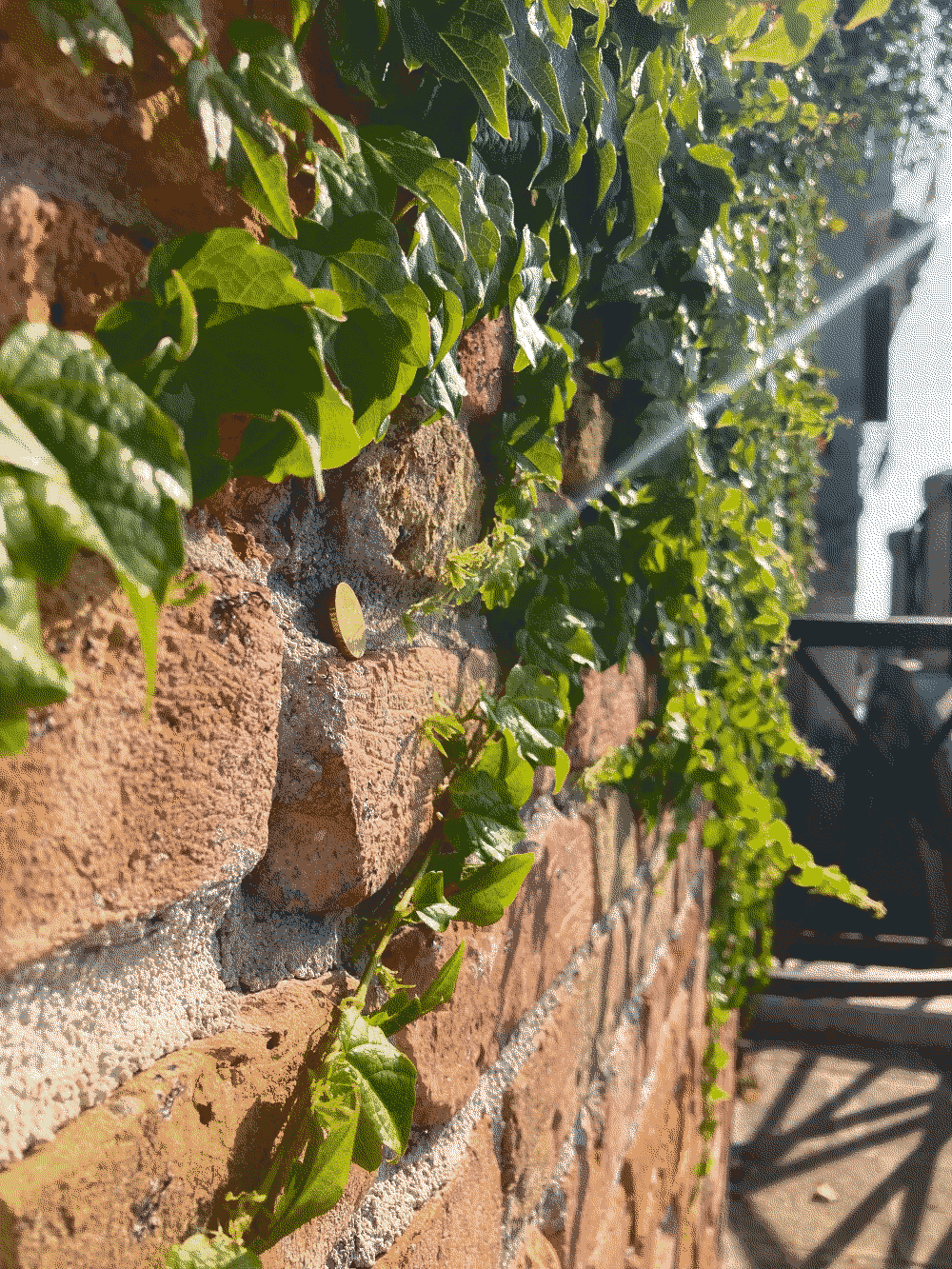 A coin shines in the sunlight, sitting against a brick wall with ivy surrounding it.