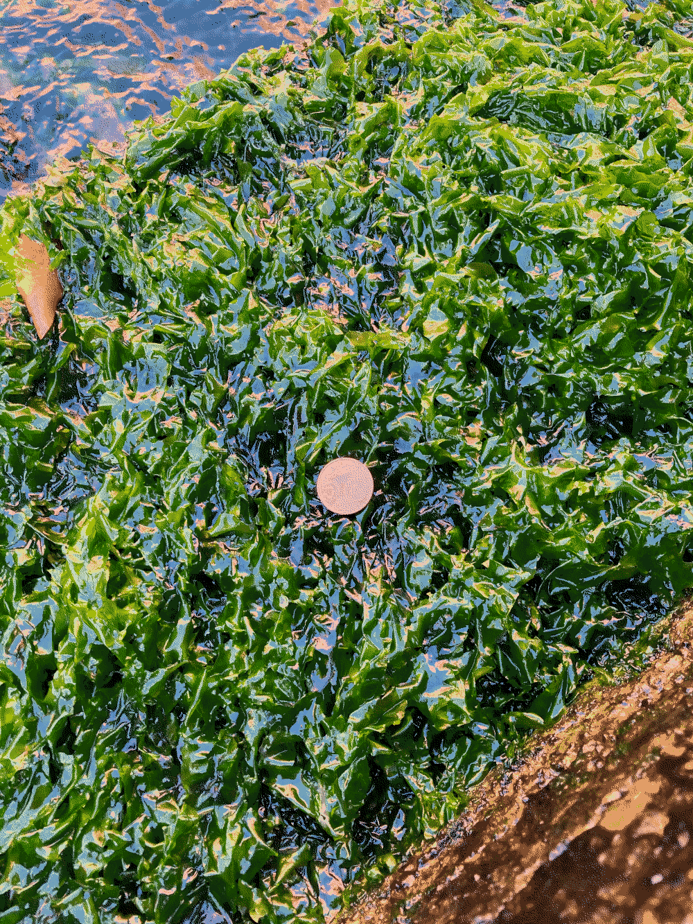 A coin sits on some algae near the water.