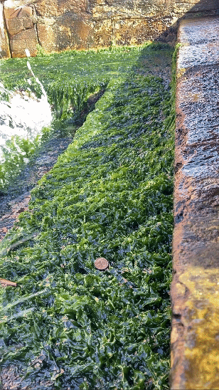 A coin sits on some algae near the water. In this video version, you see the coin get swept under the algae and disappear