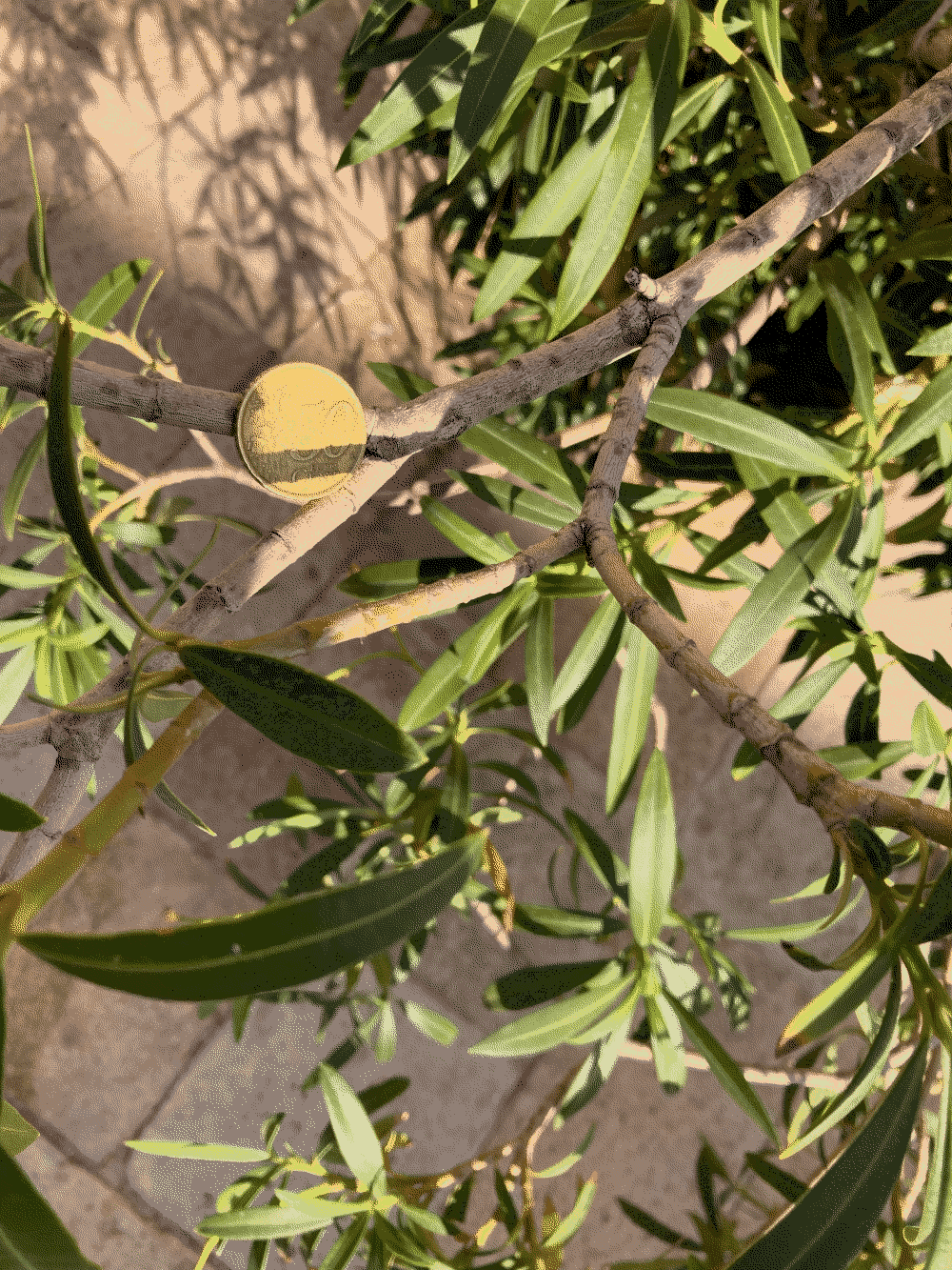 A coin rests where two branches of a small tree meet.