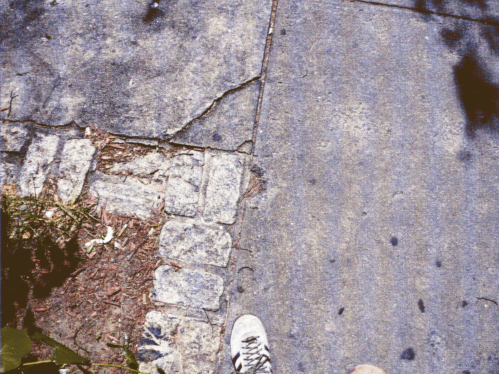 The sidewalk from above, up close with texture, a plant in the corner and the photographer's knee and foot barely poking into the image.